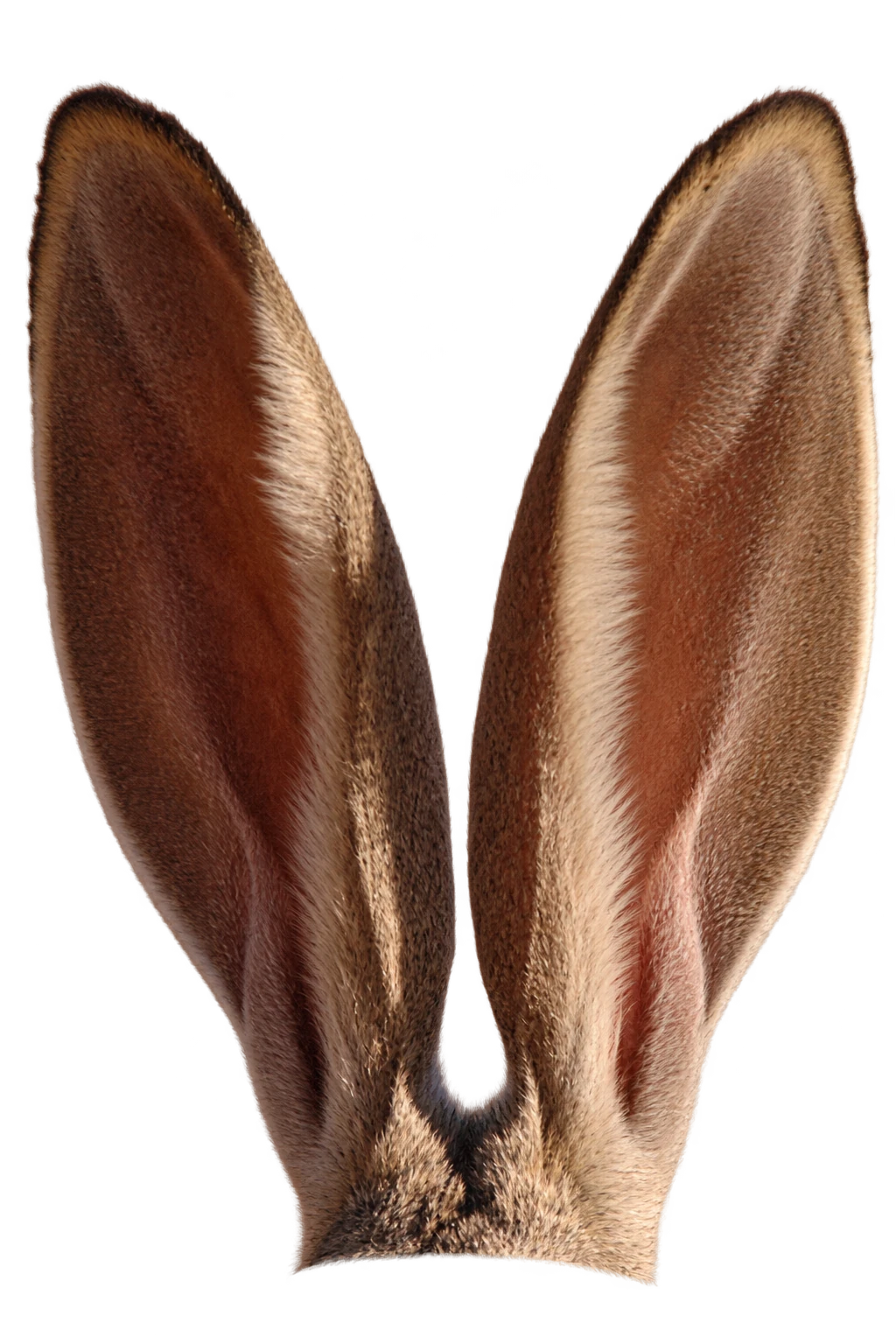 Two enormous photographic jackrabbit ears