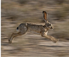 A jackrabbit moving at speed