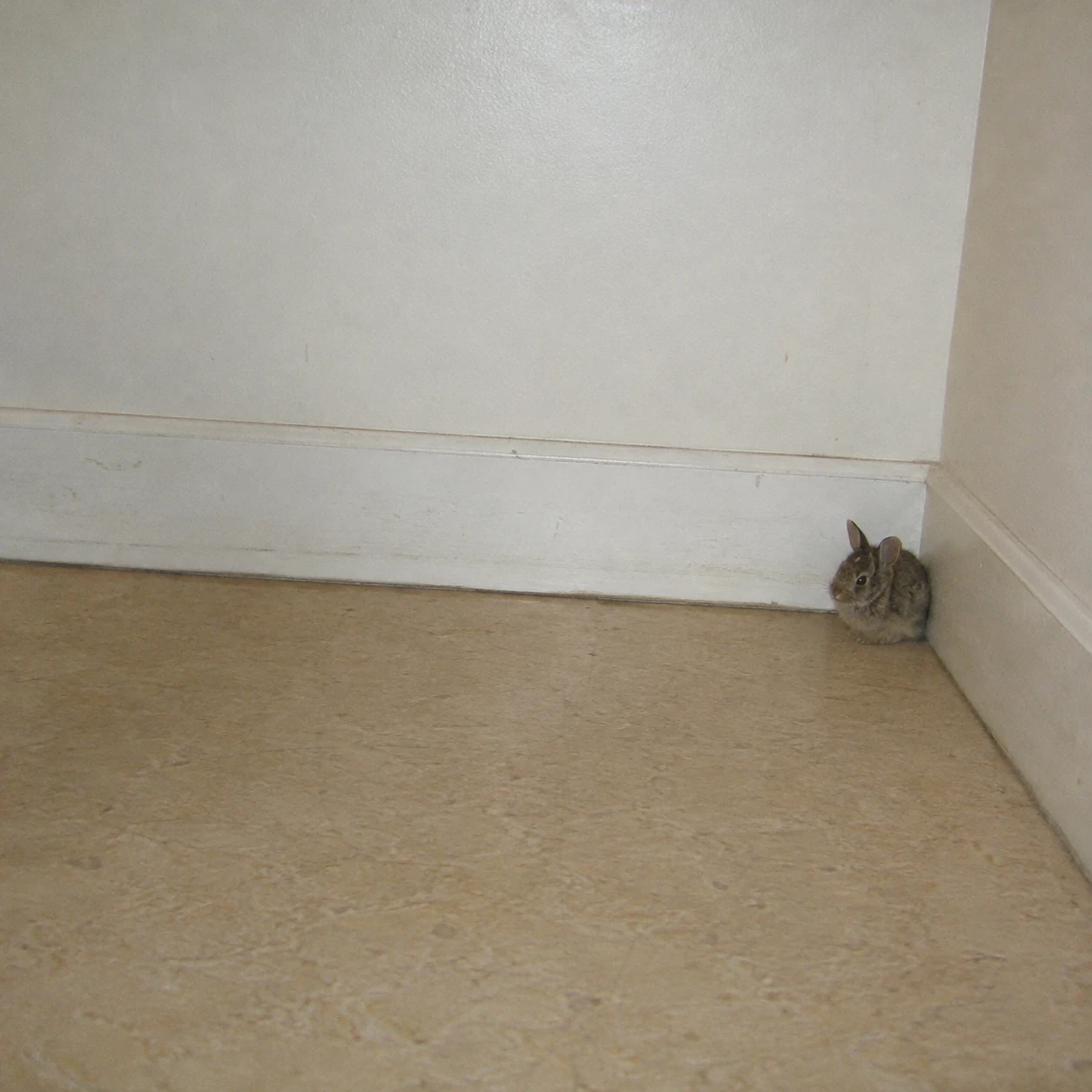 A tiny fuzzy baby rabbit in the corner of a mostly empty room, photographed with a digicam